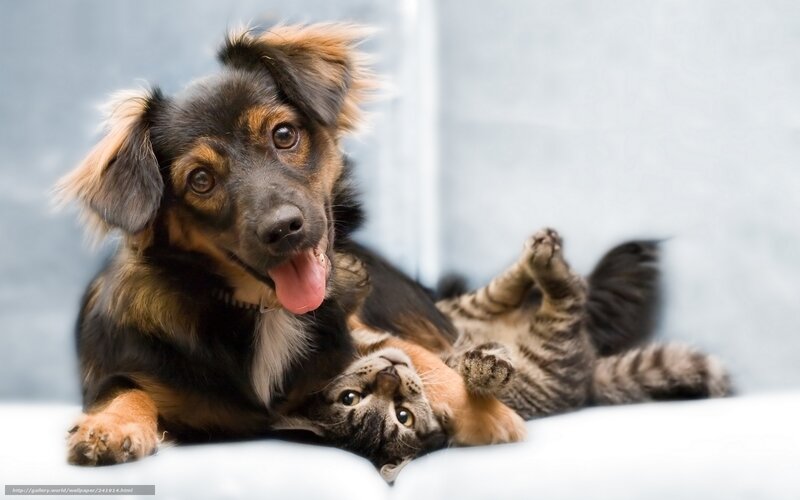 Dog and Cat Playing — White