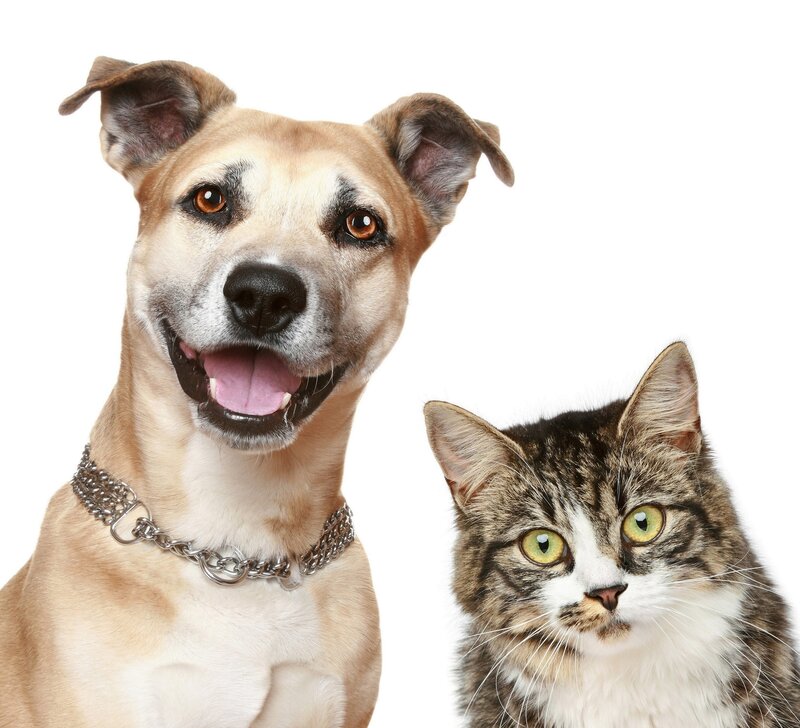 Dog and Cat Portrait — White