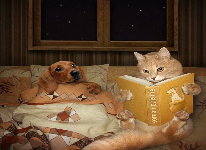 Dog and Cat Reading — Brown