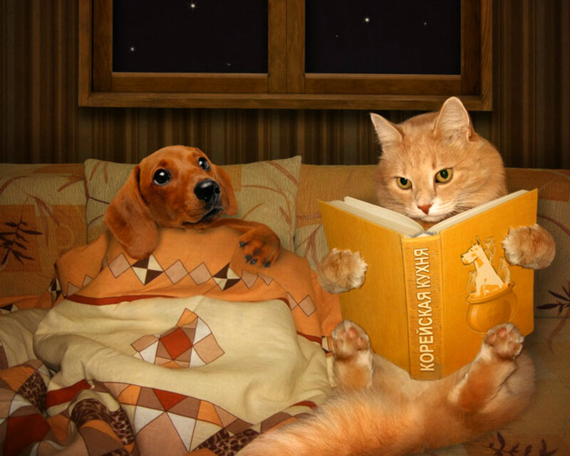 Dog and Cat Reading