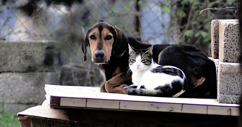 Dog and Cat Resting — Black, Calm
