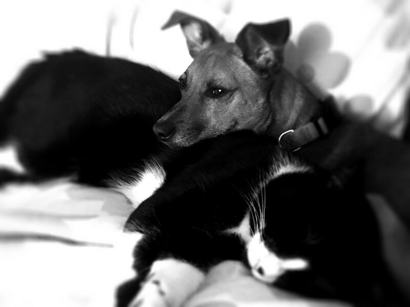 Dog and Cat Resting — Black
