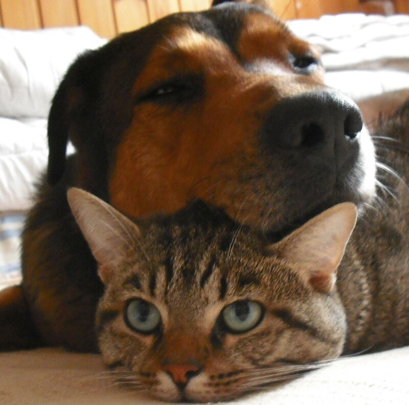 Dog and Cat Resting — Brown, Calm