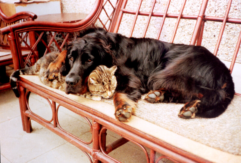 Dog and cat resting together