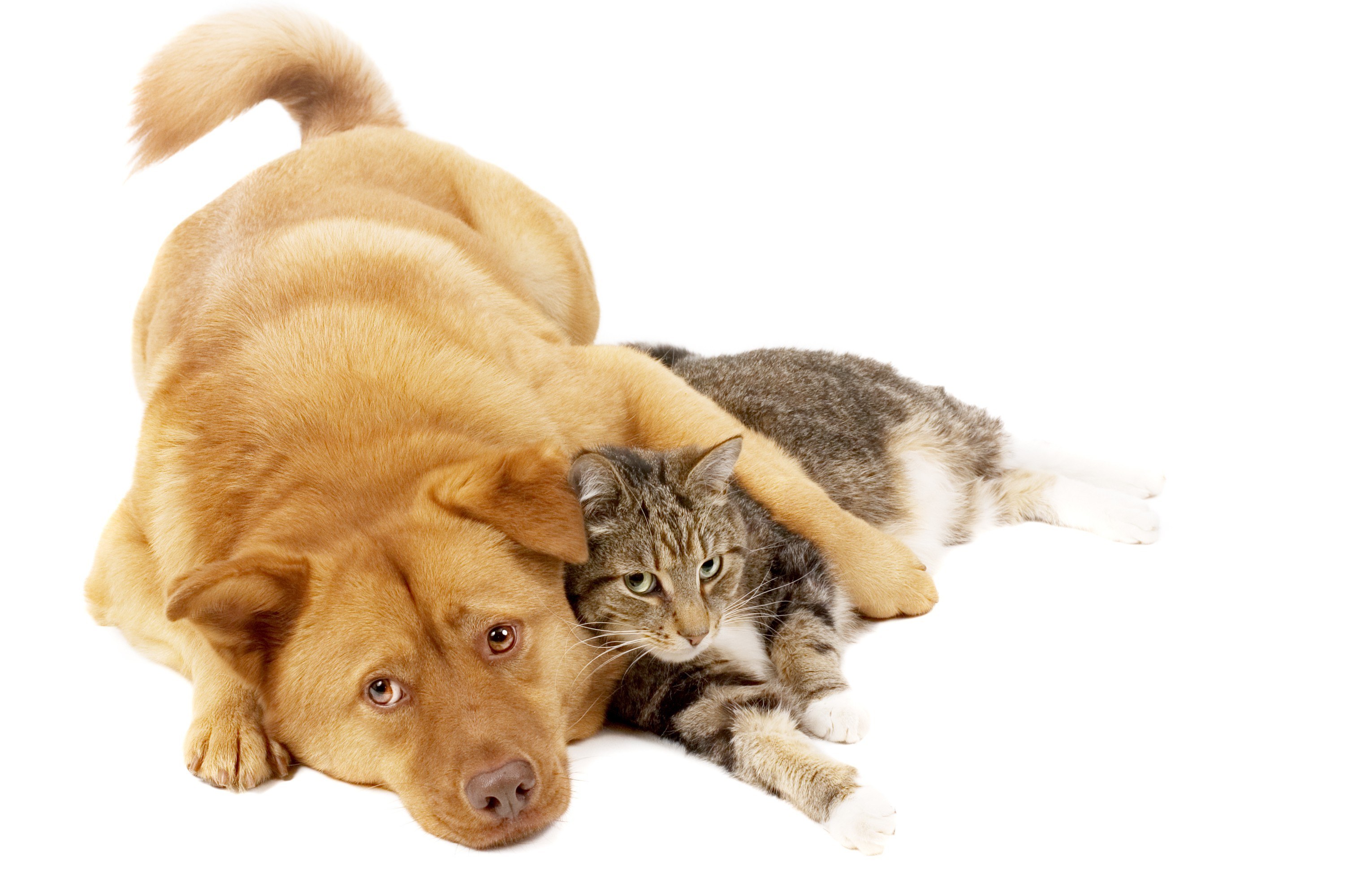 dog and cat resting together