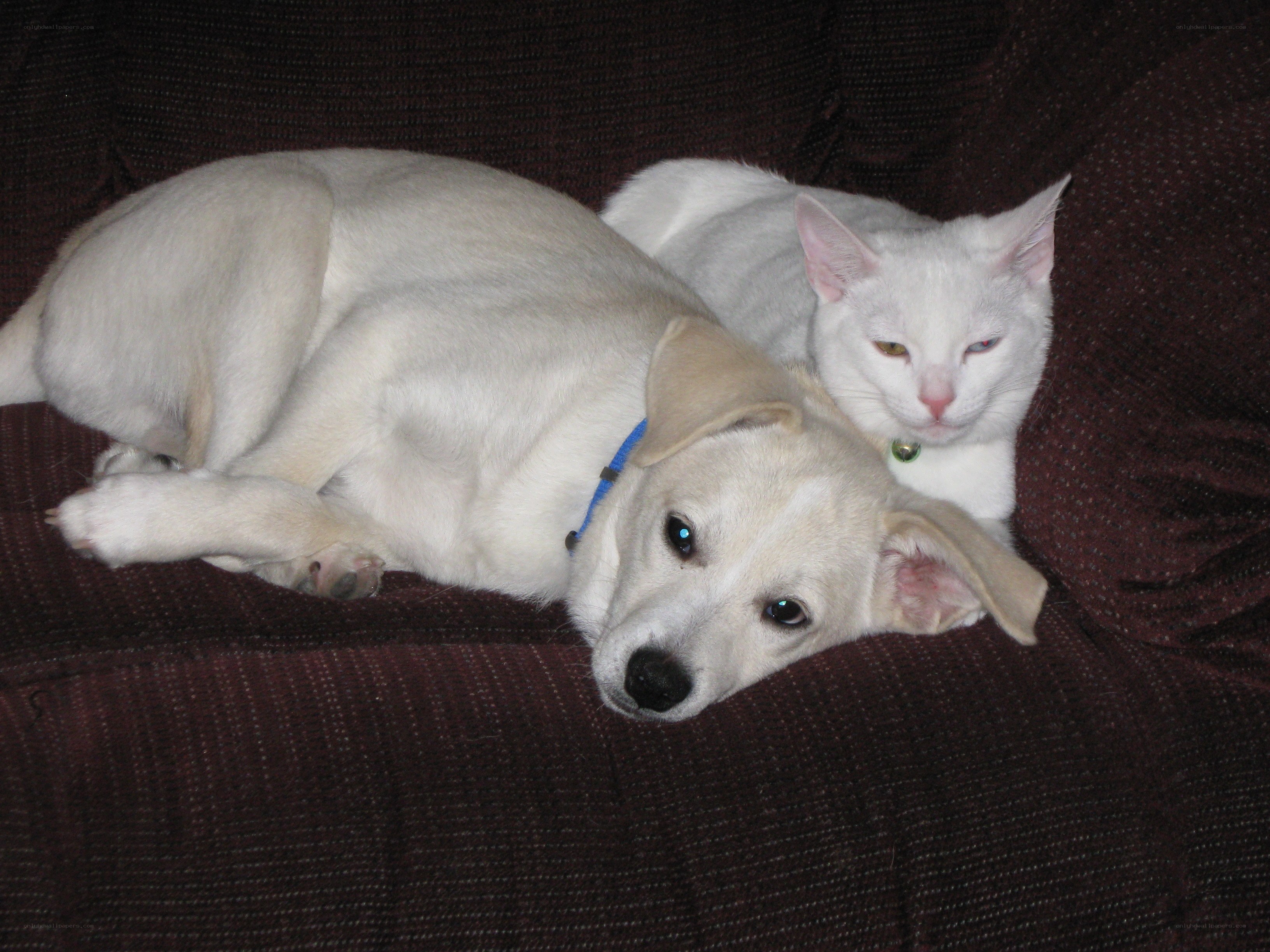 dog and cat resting together