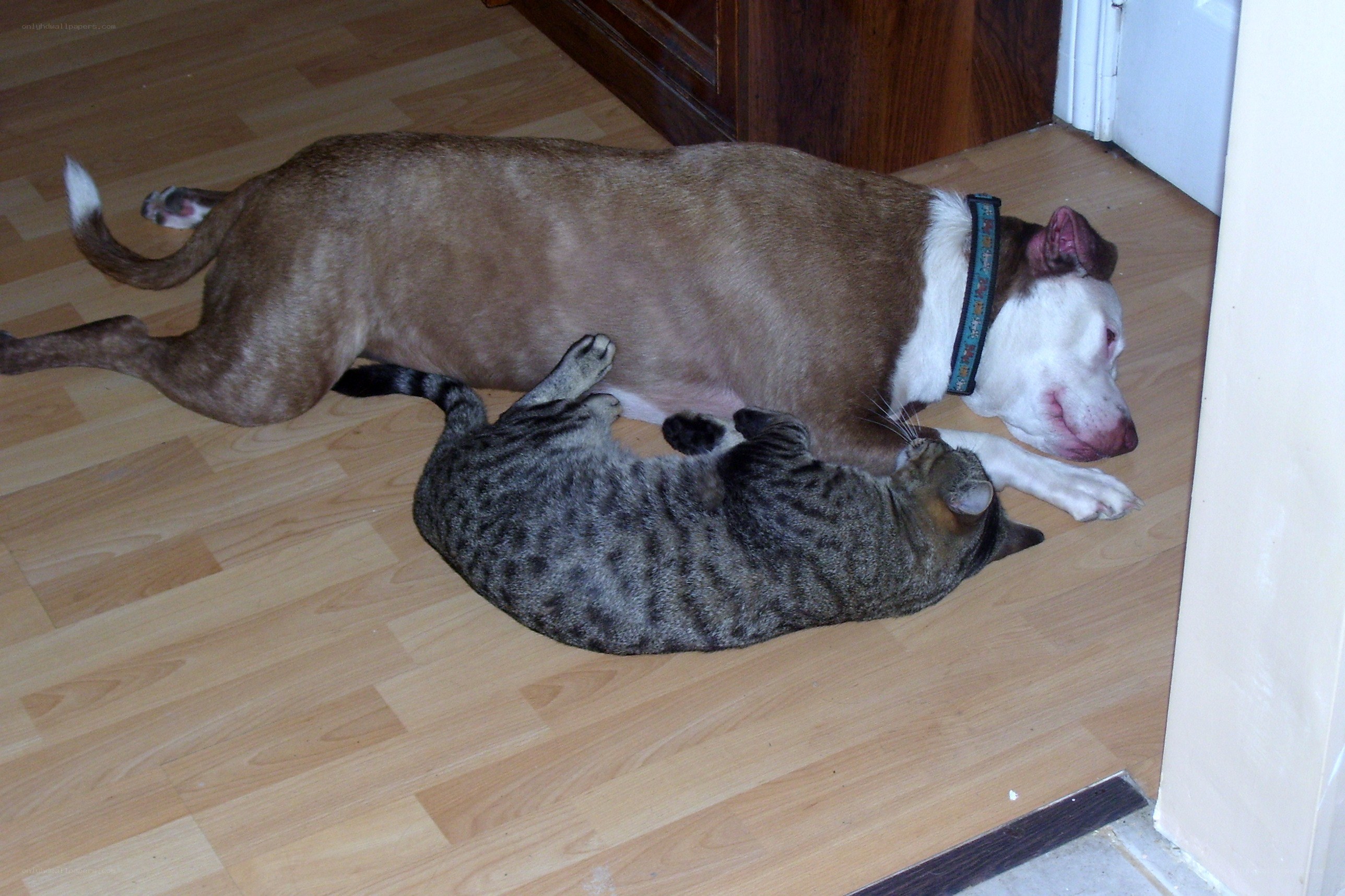 dog and cat resting together