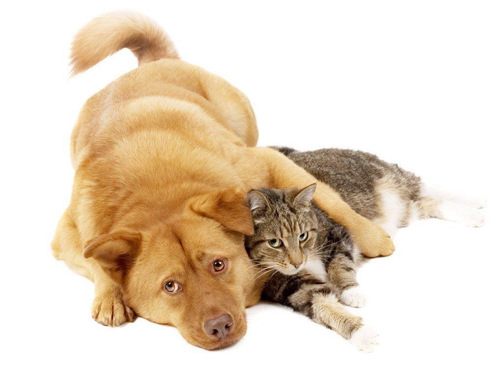 dog and cat resting together