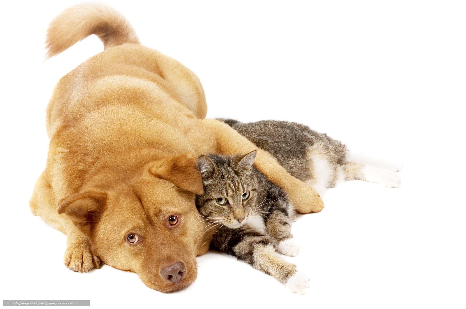 dog and cat resting together