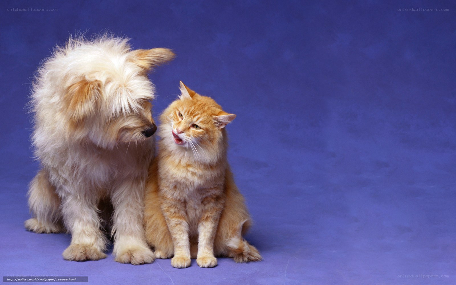 dog and cat sitting together