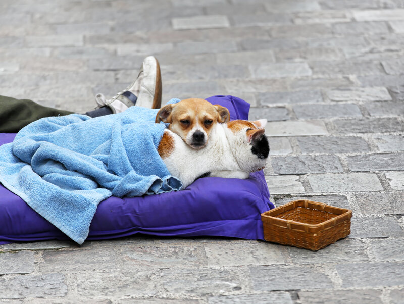 Dog and Cat Sleeping — Blue