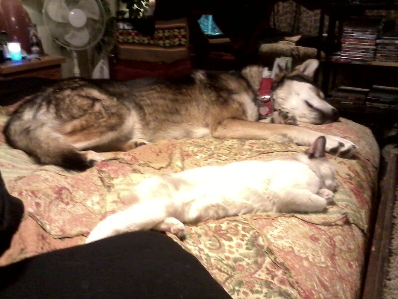 Dog and Cat Sleeping — Brown, Calm