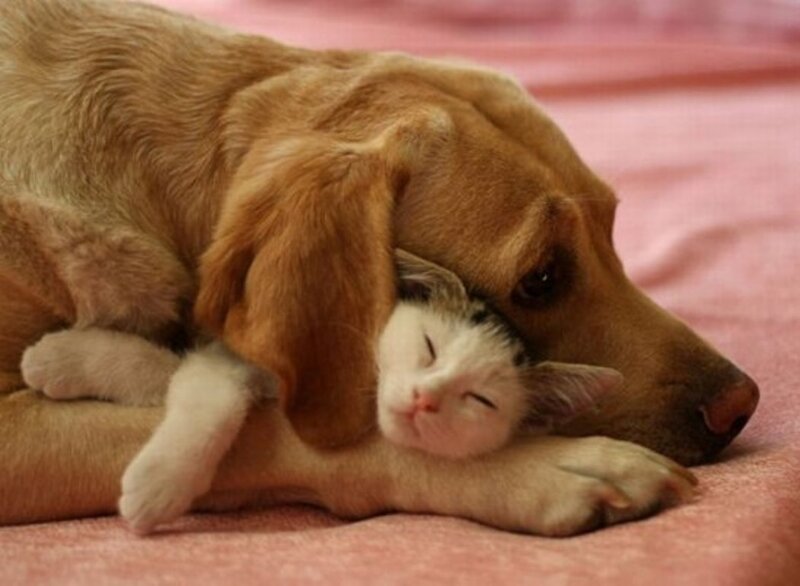 Dog and Cat Sleeping — Brown, Peaceful, Photograph