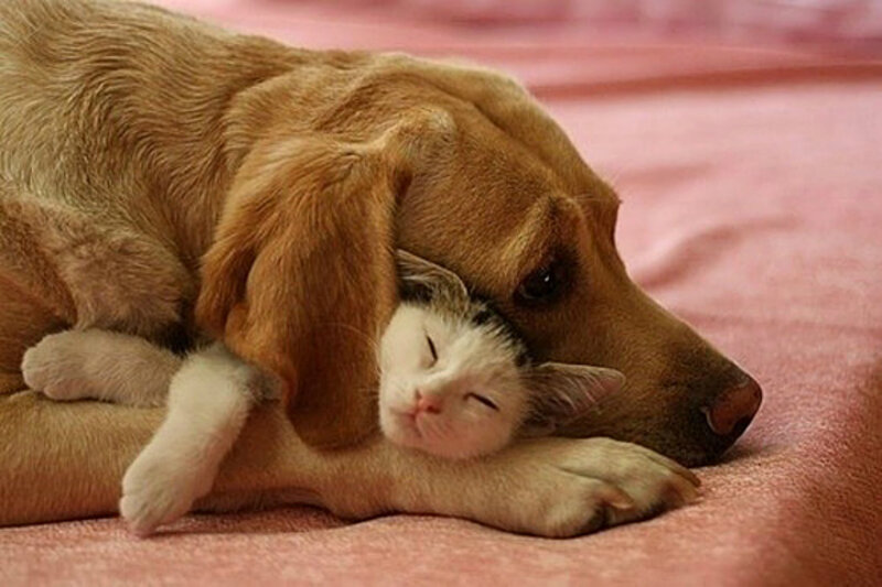Dog and Cat Sleeping — Brown, Peaceful