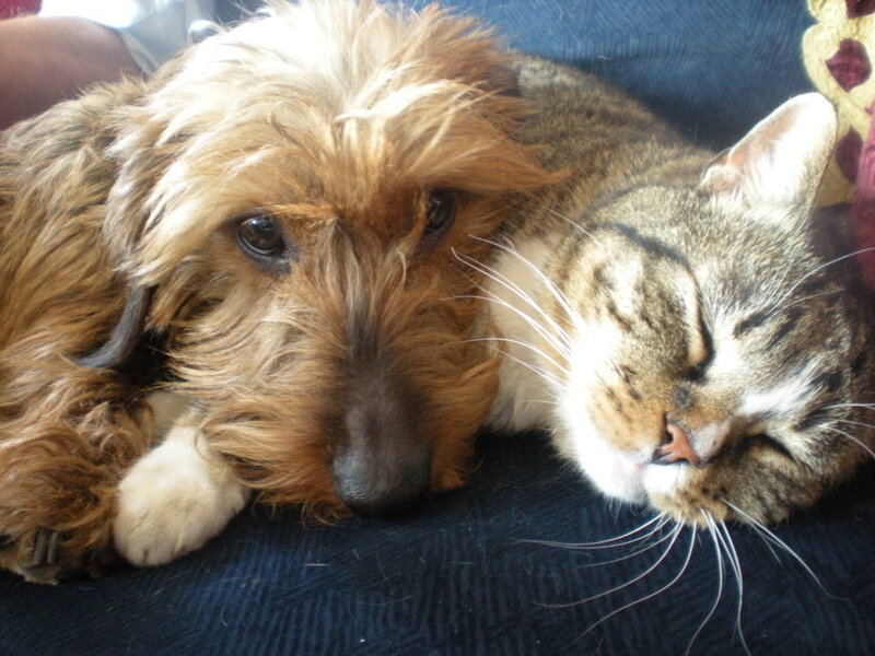 Dog and Cat Sleeping — Brown