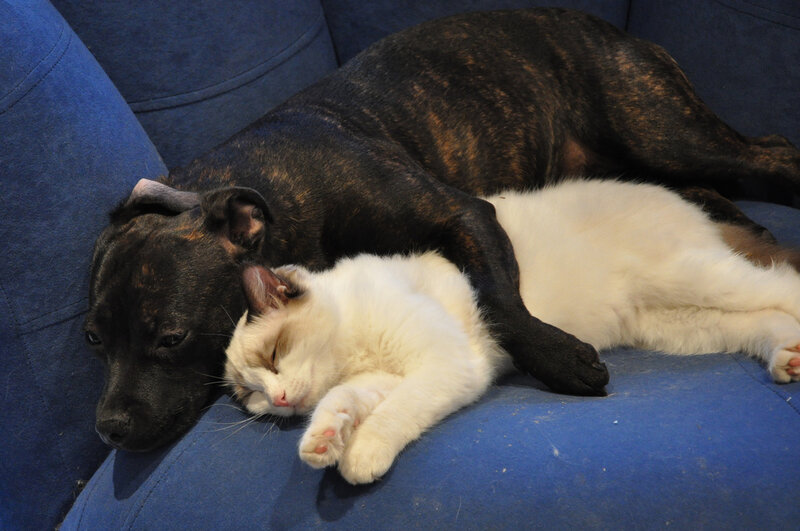 Dog and Cat Sleeping