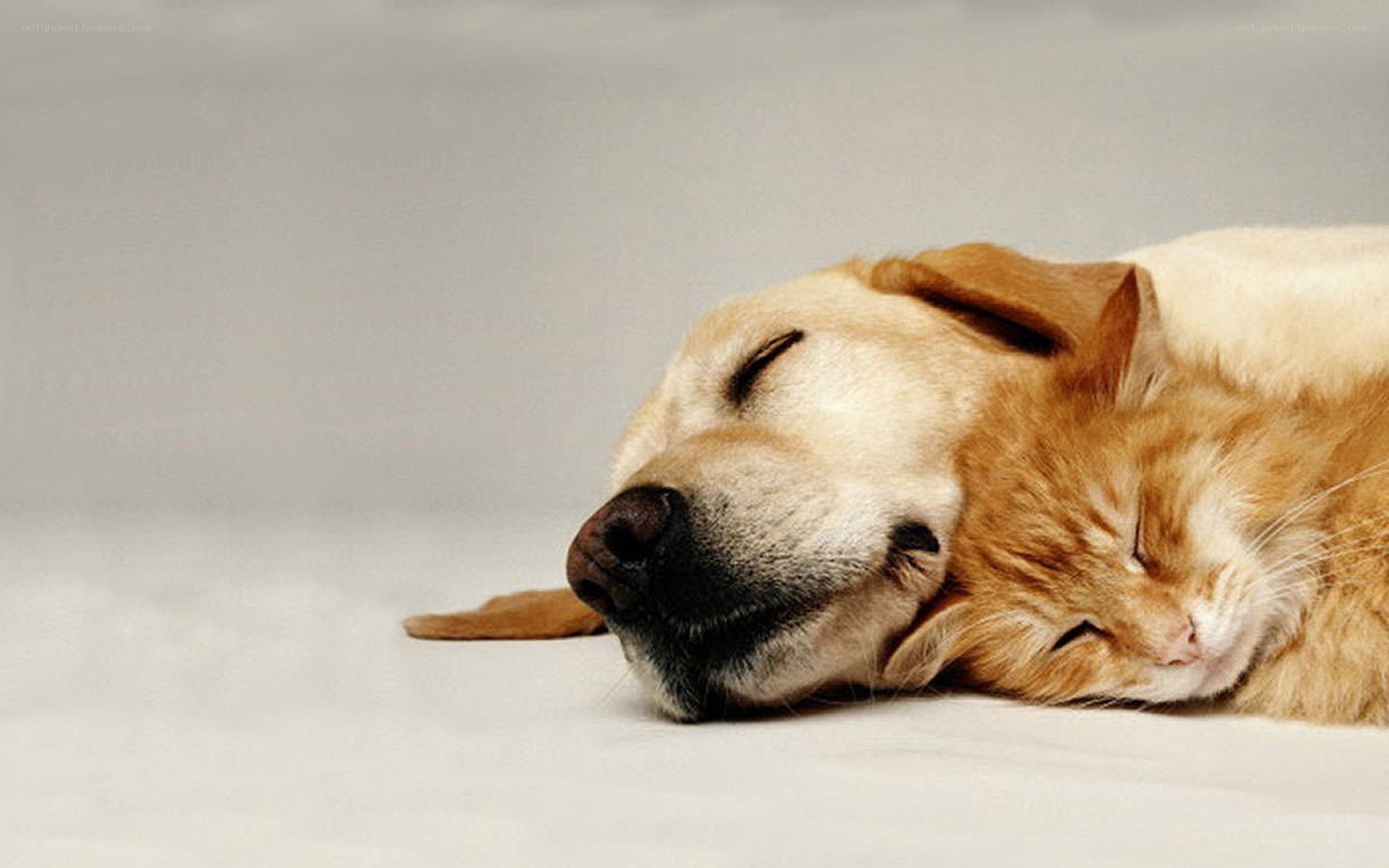 dog and cat sleeping together