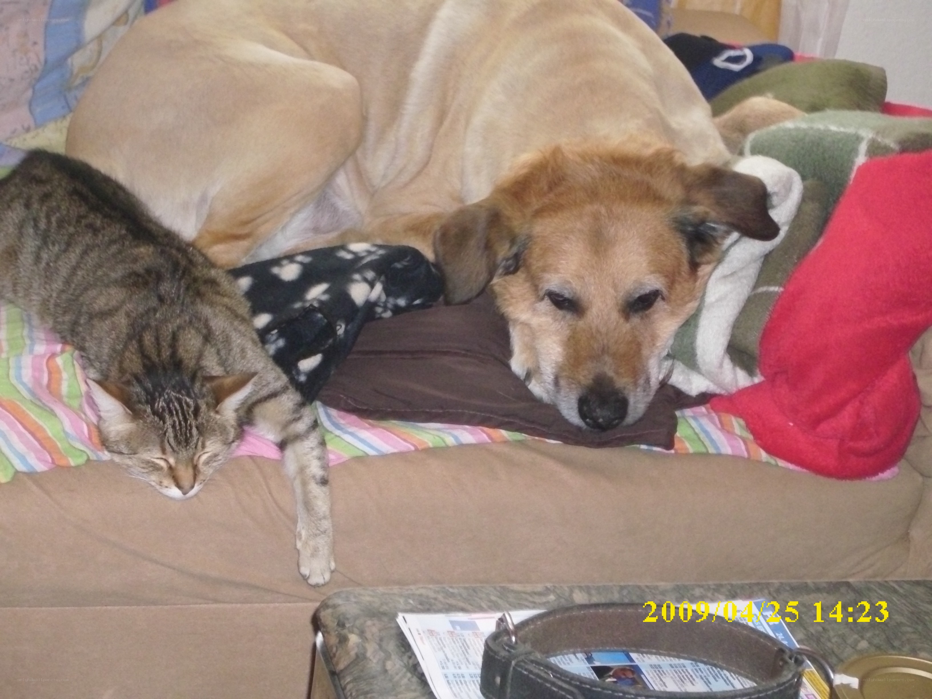 dog and cat sleeping together