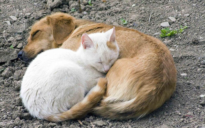 dog and cat sleeping together
