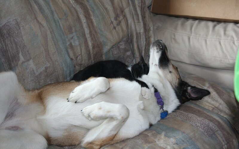 Dog and Cat Sleeping — White, Peaceful, Photograph