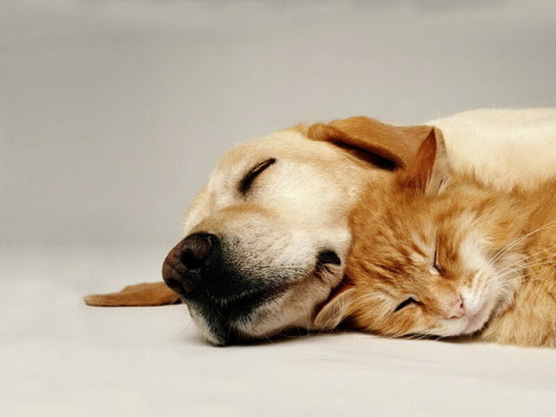 Dog and Cat Sleeping — White, Peaceful