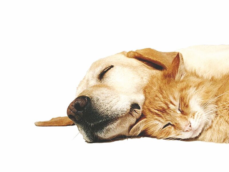 Dog and Cat Sleeping — White