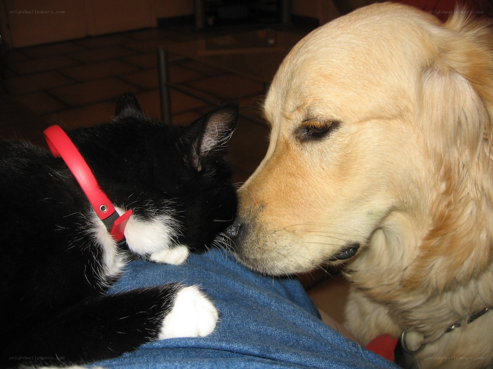 dog and cat snuggling