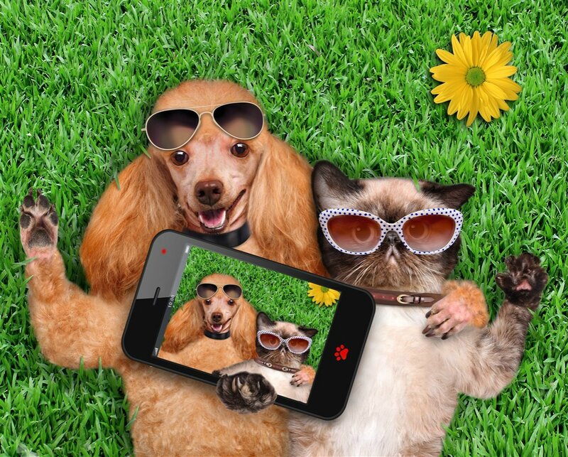 Dog and Cat Taking Selfie