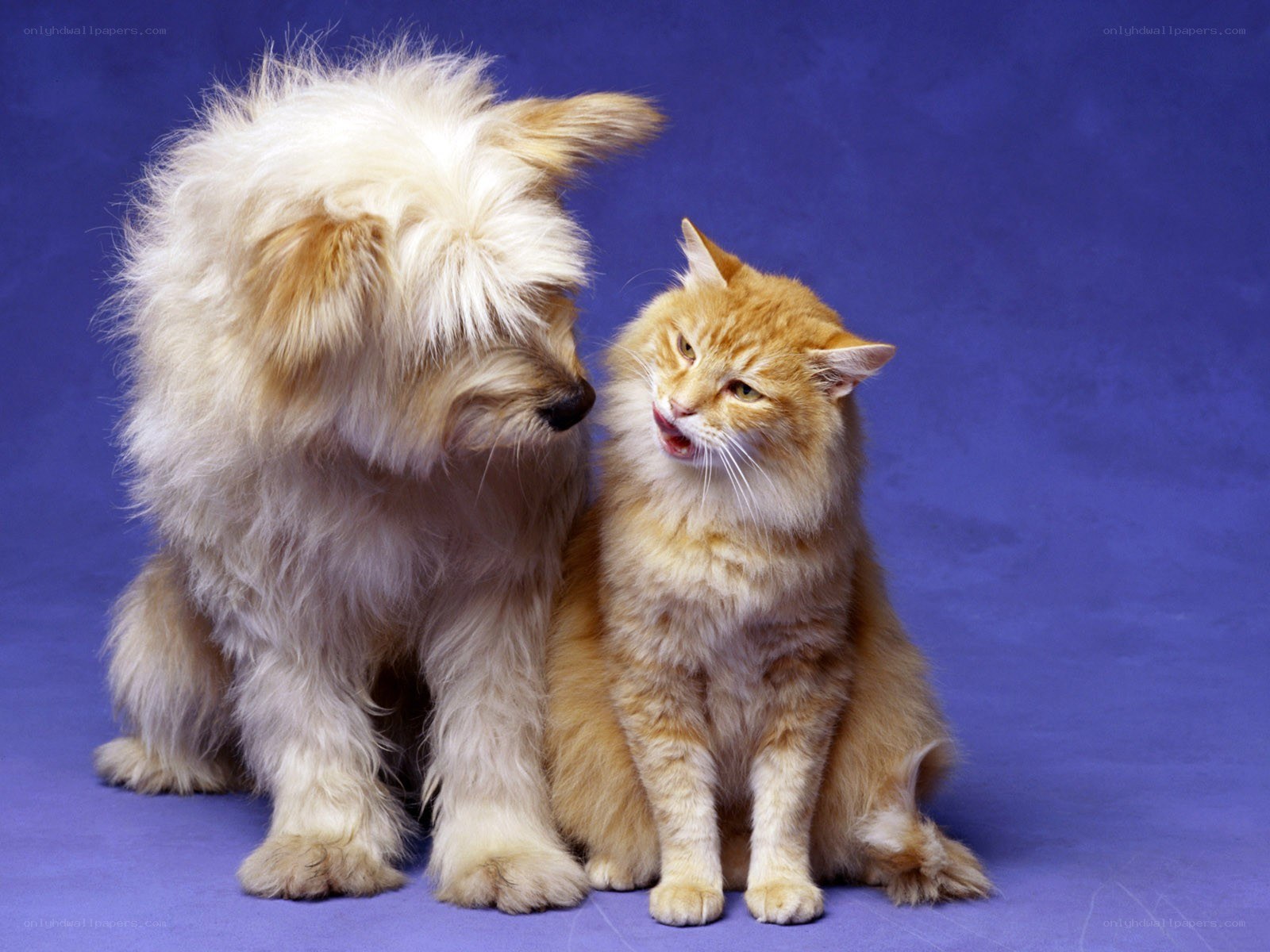 dog and cat together