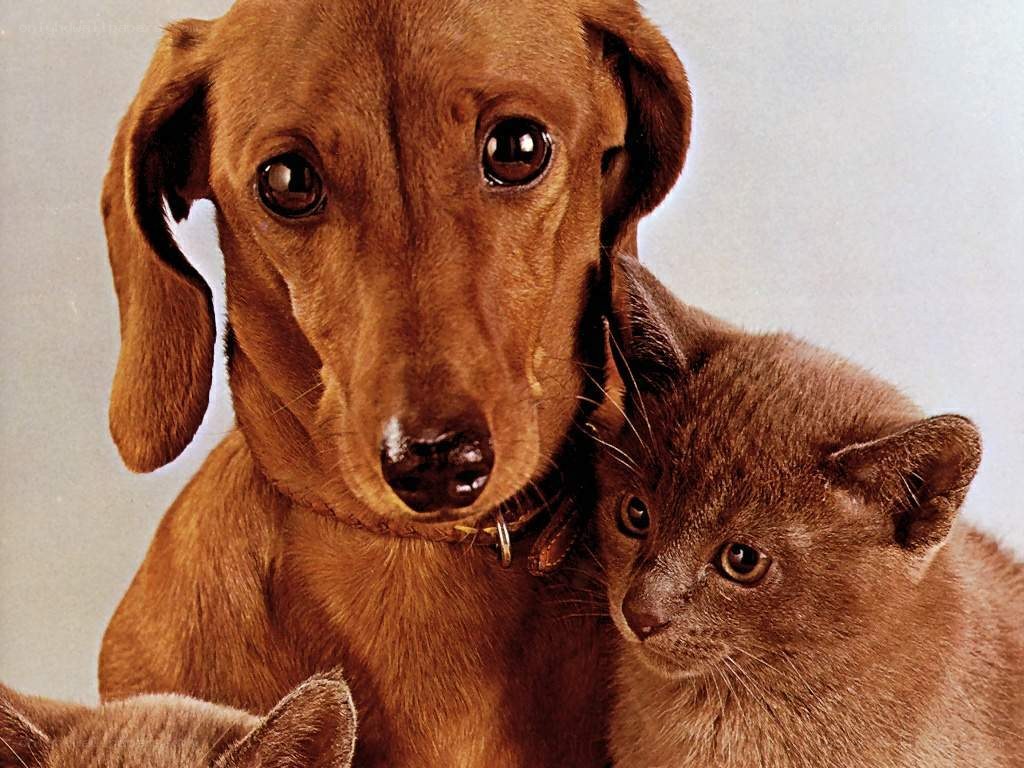 dog and cat together