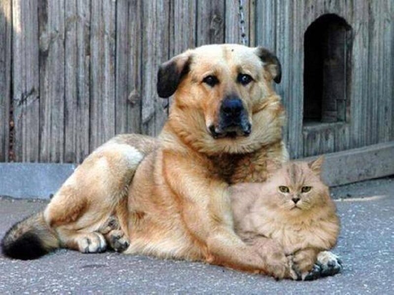 Dog and Cat Together — Brown, Calm, Afternoon