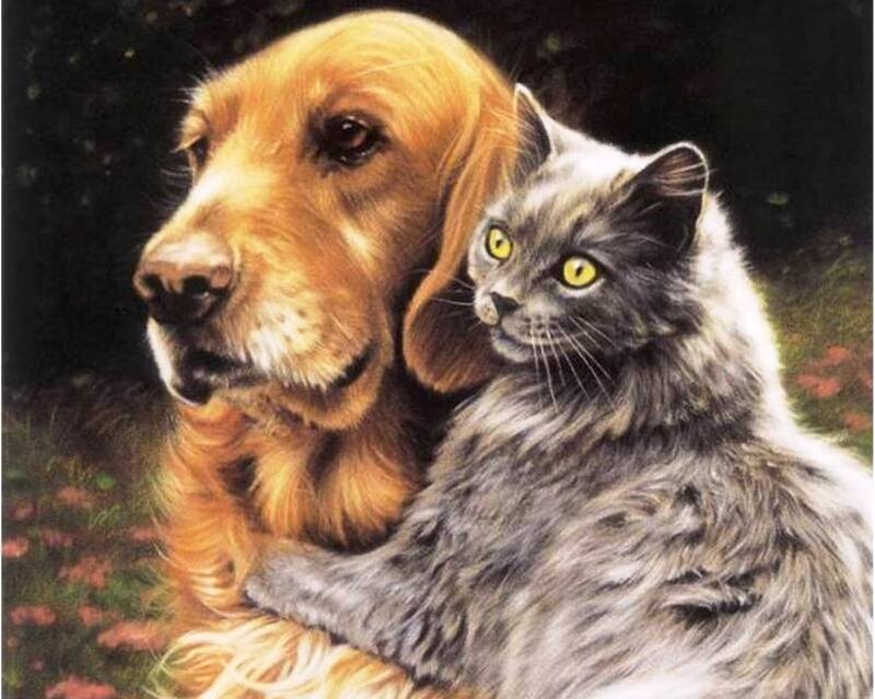 Dog and Cat Together — Brown, Calm