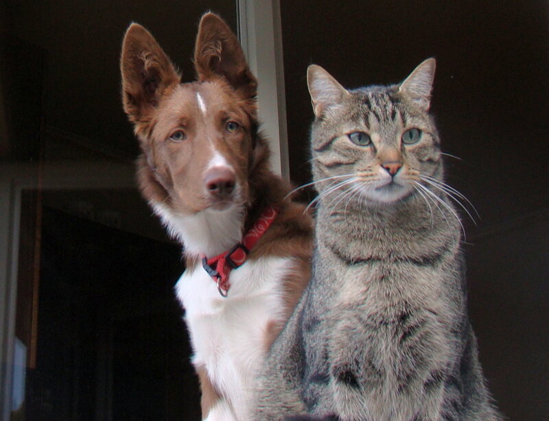 Dog and Cat Together — Brown