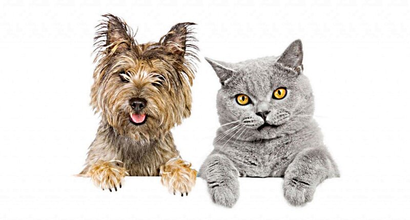 Dog and Cat Together — Gray