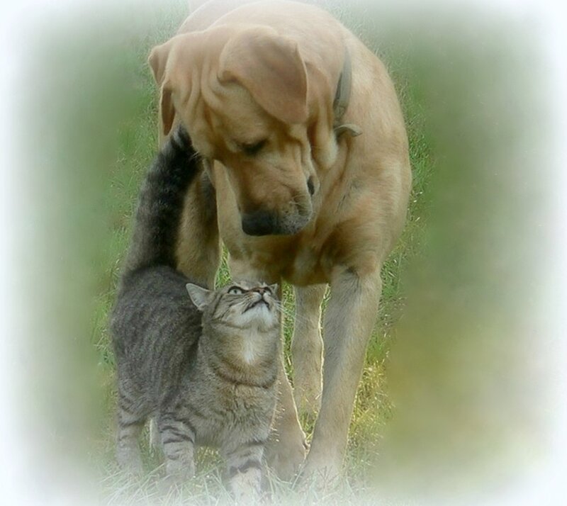 Dog and Cat Together — Green