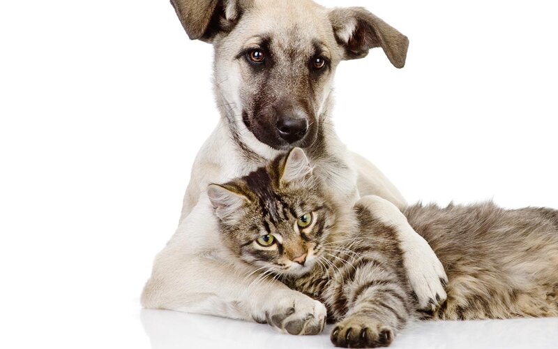 Dog and Cat Together — White, Calm