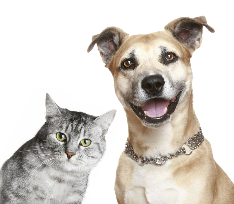 Dog and Cat Together — White