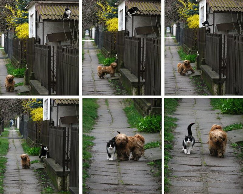 dog and cat walking together