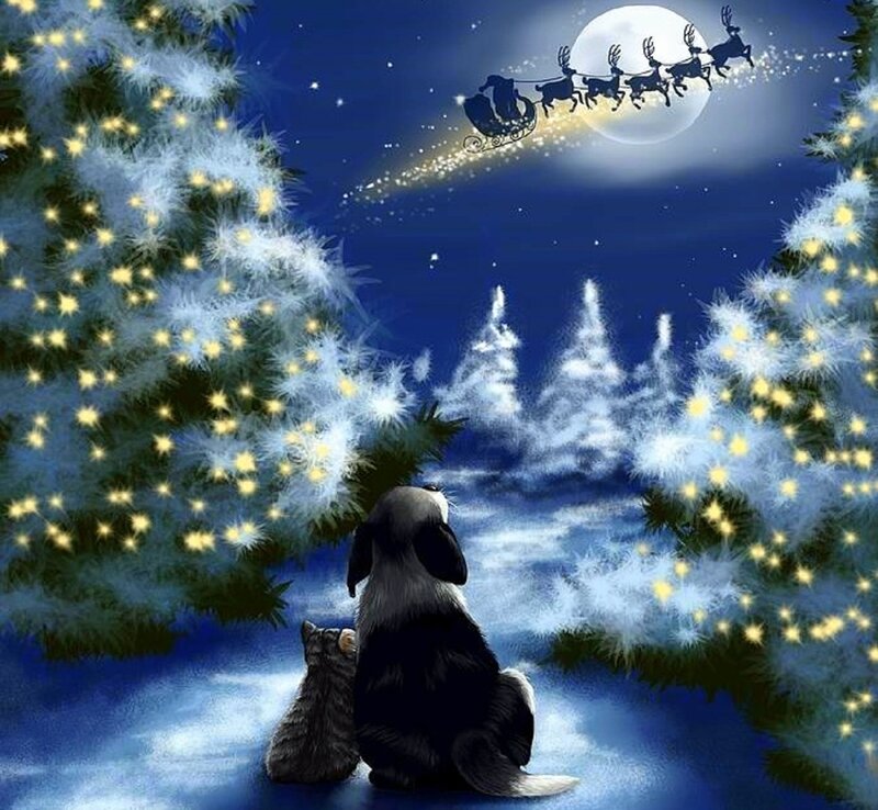 Dog and Cat Watching Santa