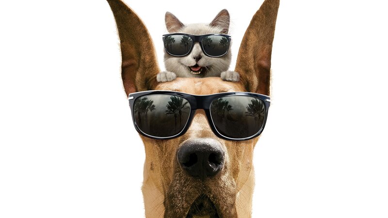 Dog and Cat Wearing Sunglasses — Brown