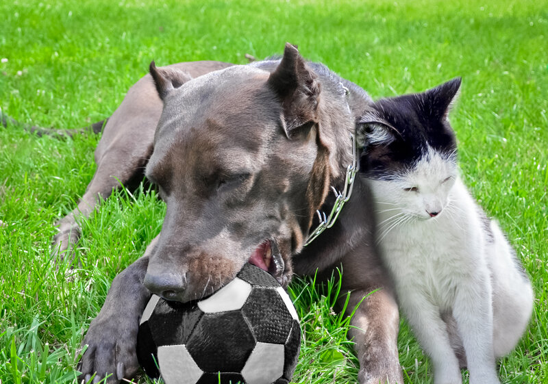 Dog and Cat with Ball