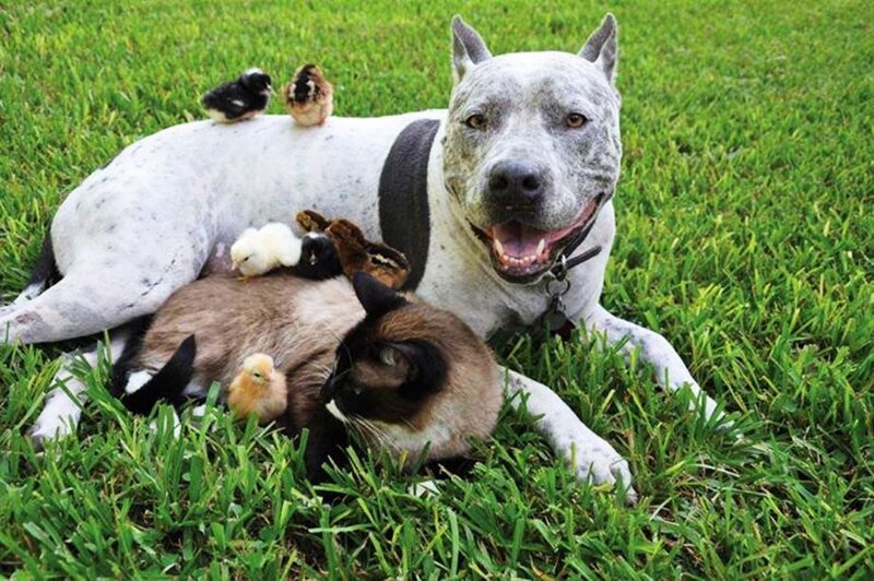 Dog and Cat with Chicks