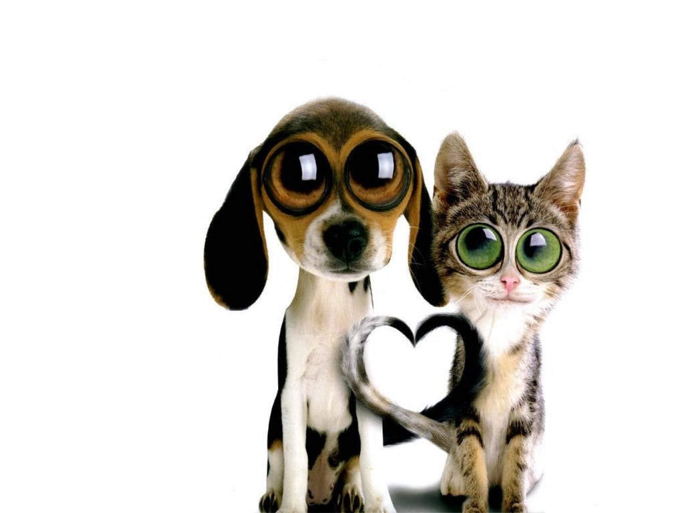 dog and cat with heart