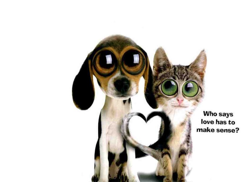 Dog and Cat with Large Eyes