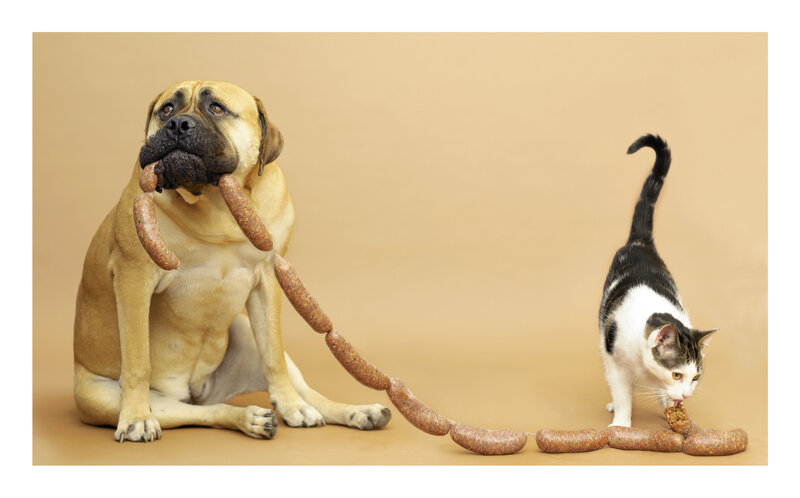 Dog and Cat with Sausages