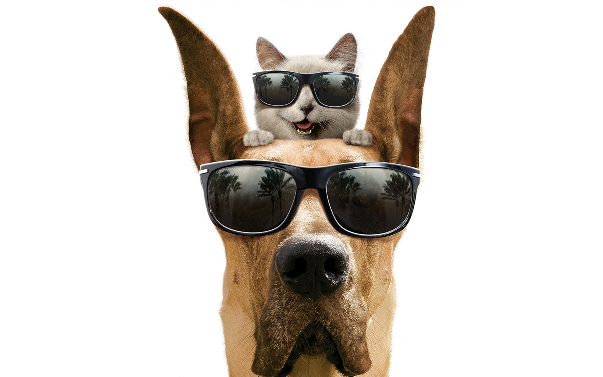 dog and cat with sunglasses