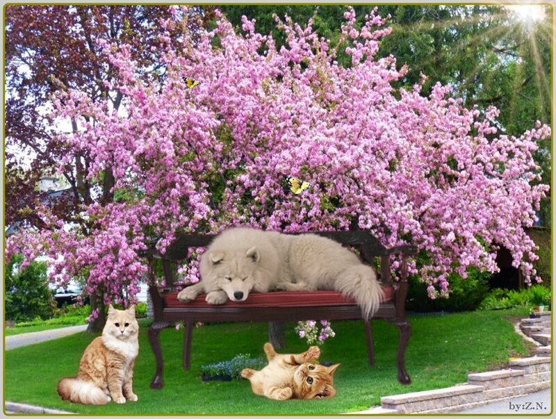 Dog and Cats in Garden