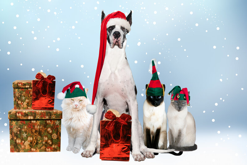 Dog and Cats in Hats