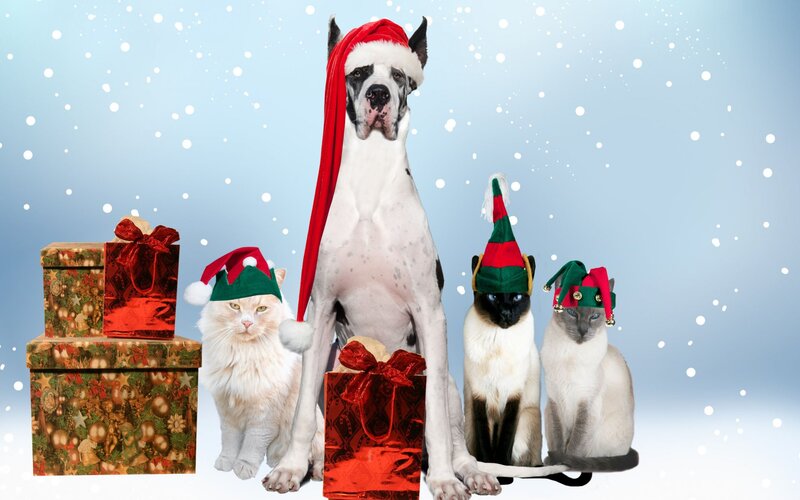 Dog and Cats in Hats — White