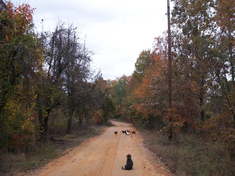 Dog and Chickens on Road